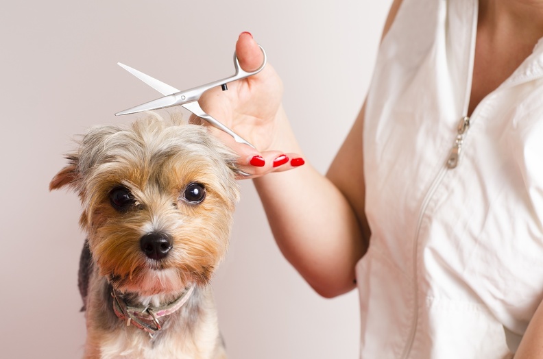 Pet Groomer 